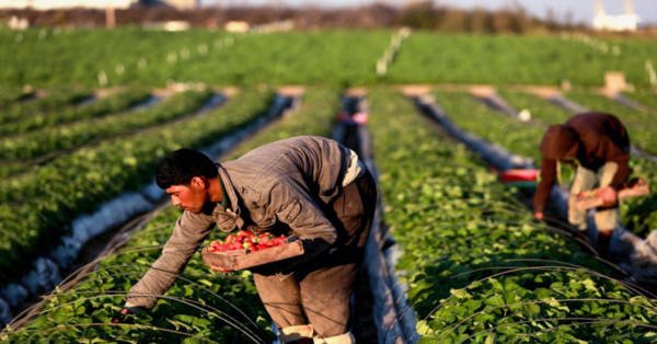 Unidades de medición presentes en la Agricultura del Perú 2012