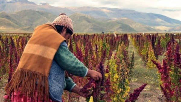 ¿Cuántos metros mide un topo? » Terrenos agrícolas